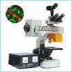 用途

100A 系列生物荧光显微镜采用荧光显微技术，配置了B、G二组激发光，在显微镜上观察标本的荧光现象具有极高的敏感度，可以清楚地观察和鉴定用普通显微技术难以观察到的染色体标本，作为一种研究方法或实验手段。生物荧光显微镜广泛应用于生物和医学等技术领域中。生物荧光显微镜适用荧光显微术和明视场观察，是生物学、细胞学、肿瘤学、遗传学、免疫学等研究工作的理想仪器。

